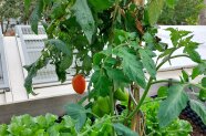 Tomatenpflanzen mit tragenden Früchten