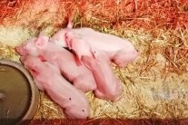 Ferkel im Stroh