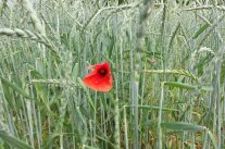 Getreidefeld mit Mohnblume
