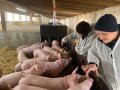 Personen stehen vor Schweinen in einem Stall