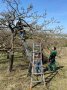 Personen um Leiter auf Streuobstwiese