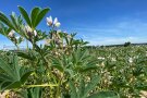 Lupinenanbau beim Betrieb Schönleben