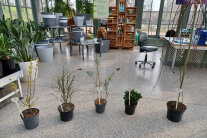 5 eingetopfte Pflanzen stehen in einem großen Raum nebeneinander