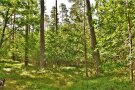 Wald mit einer Gruppe aus Eichen hell erleuchtet