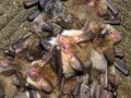 Bechsteinfledermaus © Boris Mittermeier