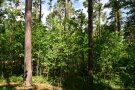 Wald mit einer Gruppe aus Eichen mit vielen Stämmen