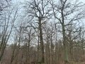 Mistelberg im Winter