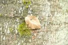 Herbstlich braun verfärbtes Buchenblatt auf Buchenrinde 