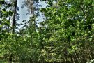 Wald mit einer Gruppe aus Eichen