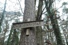 Altes Wegweiser-Schild zum Waldlehrpfad an Kiefernstamm befestigt