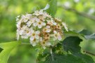 Blüte einer Elsbeere