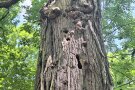 Jahrzehnte alter Höhlenbaum