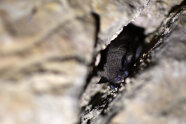 Zwergfledermaus in einer Wandspalte