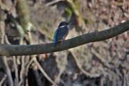 Eisvogel auf einem Ast