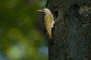 Grauspecht vor seinem Astloch am Baum