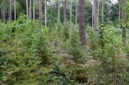 Ein Wald mit mehreren kleinen Libanonzedern