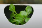 Feldsalat im hydroponischen Röhrensystem
