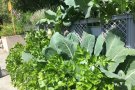Gemüse im Kistengarten