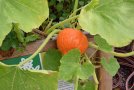 Hokkaido-Kürbis im Hochbeet