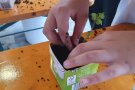 Junge Pflanze wird im Erde gefüllten Tetrapack eingepflanzt