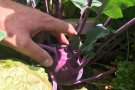 Hand greift nach lila Kohlrabi