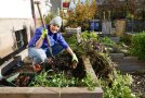 Süßkartoffel Ernte im Amtsgarten