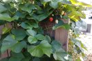 Erdbeer- und Süsskartoffelpflanzen im Beet