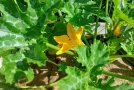 Blühende Zucchini Pflanze und eine Biene