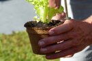 Hand hält Pflanztopf, in dem sich Salatpflanze befindet