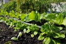 Wintersalate im Beet