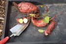 Vier Süßkartoffel auf Blech, eins davon halbiert
