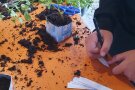 Name der Pflanze wird auf einem Zettel geschrieben