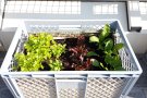 Salat in der Kiste