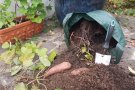 Pflanzsack umgekippt, Süßkartoffelpflanze liegt samt Erde auf dem Boden