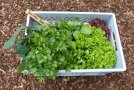 Verschiedene Gewürze und Gemüse in einer Kiste eingepflanzt