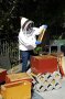 Imkerin im Schleier am Bienenhaus