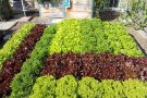 Kopf- und Pflücksalate im Wasserbeet