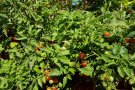 Cocktailtomaten am Strauch