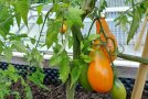 Reife Tomatenpflanzen im Pallettenbeet