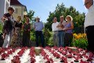 Salat aus dem Wasserbeet