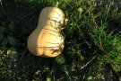 Butternutkürbis liegt im Gras