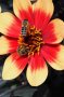 Zwei Bienen auf rot/gelbe Blühte