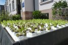 Salat im Wasserbeet