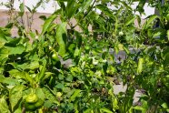 ausschließlich grüne Paprika Pflanzen