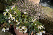 Topf mit dem Pflanzenduo Begonia und Zauberschnee®
