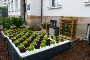 Stadtgarten mit Salatpflanzen im Hydroponikbeet