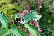 Hummel auf einem Blumenblatt