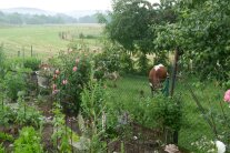 Ein ländlicher Garten mit Kuh