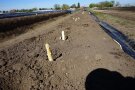 Weißer Spargel im Spargelfeld