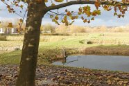 Baum mit Herbstlaub, dahinter Teich